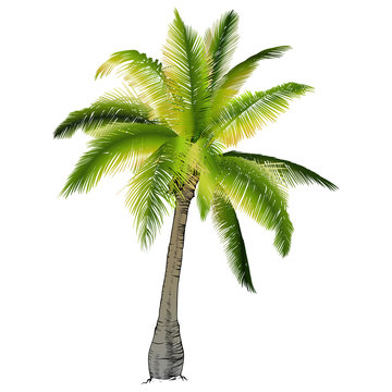 One palm tree.