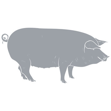 Template pig- gray.