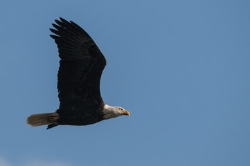 Bald Eagle in Flight
