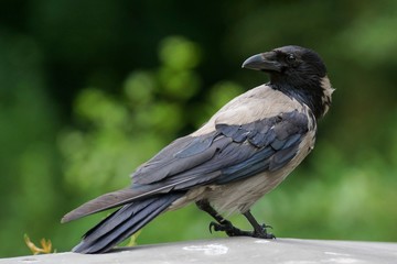 Wrona siwa - Corvus corone - obrazy, fototapety, plakaty