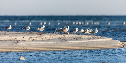 möwen © Klaus Haase 