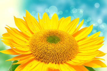 Sunflower on the blue sky background