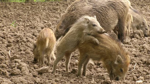 young piglet practice mating