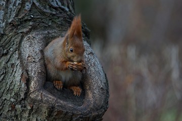Wiewiórka (Sciurus vulgaris)  © Artur Bociarski