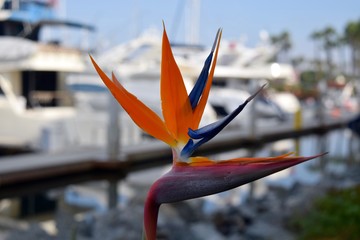 flower bird of paradise beautiful plant orange colourful