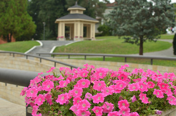 Pink flowers in blossom with wooden gazebo in a public park