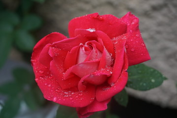 Rote Rose nach einem Regenschauer