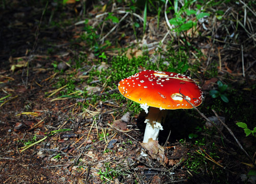 a fly agaric in the forest