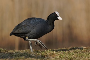 Łyska zwyczajna - Fulica atra