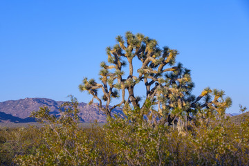 Obraz premium joshua tree in warm bright light