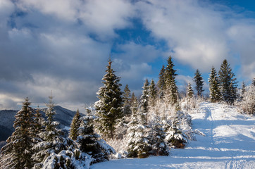 The path in the snow on a hill in the forest at sunset against a blue sky with clouds. Winter landscape.