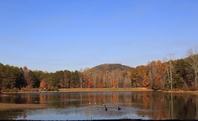 The lake at Crowders Mountain State Park with the Canadian geese swimming