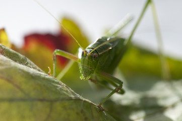 Fork Tailed Bush Katydid (Scudderia furcata)