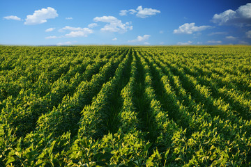 Landscape of colorful agricultural field with green plants rows