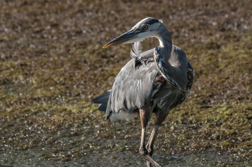 Great Blue Heron