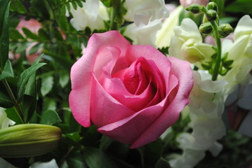 Rose_Stock2