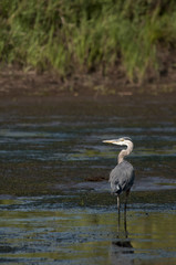 Great Blue Heron