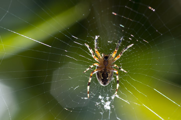 Orb-Weaving Spider (Araneus diadematus)