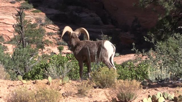Desert Bighorn Sheep Rams in Rut