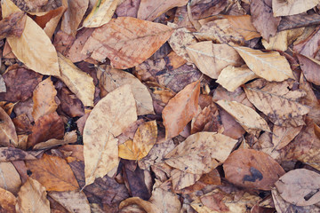 Background group autumn brown leaves. Outdoor.