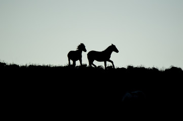 Wild horses on the desert