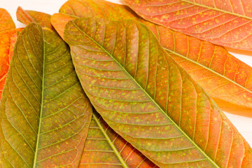 group of leaf on wooden desk ,yellow leaf