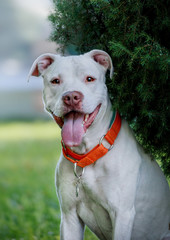Portrait of a white pit bull on a background of nature