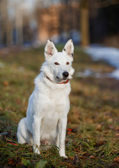 White dog in the forest