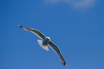 Sea-gull