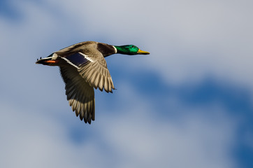 Obraz premium Mallard Duck Flying in a Blue Sky