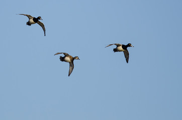 Three Ring-Necked Ducks Flying in a Blue Sky