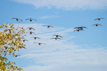 Large Flock of Canada Geese Coming in for a Landing