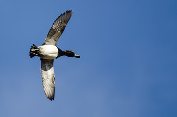 Male Ring-Necked Duck Flying in a Blue Sky