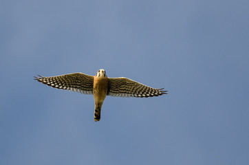 American Kestrel Flying in a Blue Sky