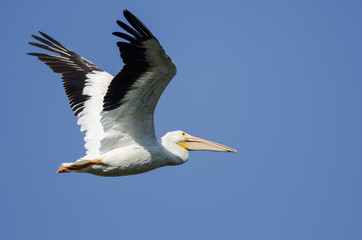 American White Pelican Flying in a Blue Sky