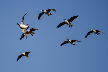 Flock of Canada Geese Flying in a Blue Sky