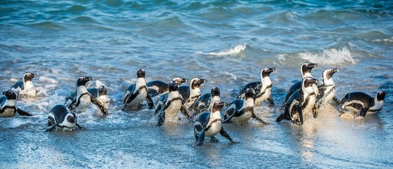 Fototapeta premium African penguin walk out of the ocean on the sandy beach. African penguin ( Spheniscus demersus) also known as the jackass penguin and black-footed penguin. Boulders colony. South Africa