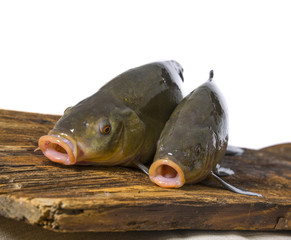 Tench - (Tinca tinca) on a table