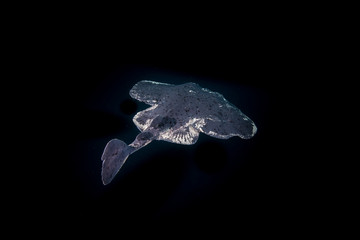 Torpedo Ray