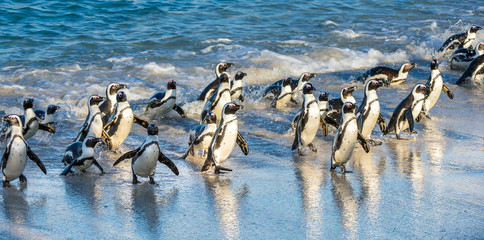 Obraz premium African penguin walk out of the ocean on the sandy beach. African penguin ( Spheniscus demersus) also known as the jackass penguin and black-footed penguin. Boulders colony. South Africa