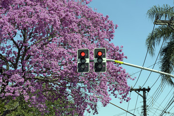 Red sign in traffic light in front of flowering pink tree
