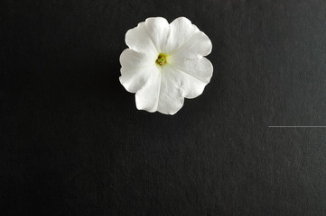 A white petunia isolated on a black background