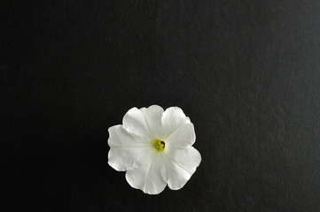 A white petunia isolated on a black background