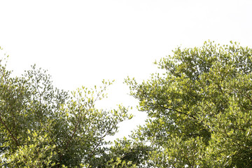 group of green leaf and sky,cloud and blue sky,green leaf from garden,green leaf make oxygen