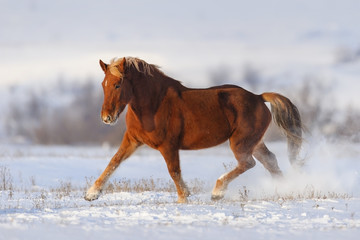 Red horse trotting in snow