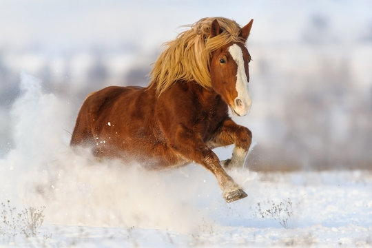 Red horse with long blond mane run gallop in winter snow field