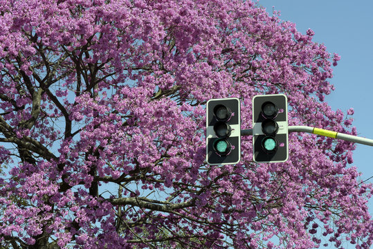 Green sign in traffic light in front of flowering pink tree