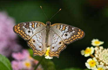 White Peacock Butterfly - Captive