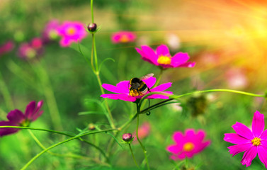 insect bumble bee pollinates  pink flower at sunset