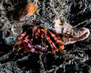 Hermet Crab